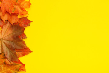 Colorful autumn maple leaves on yellow background. Autumn mock-up with copy space for your design. Flat layout, top view.