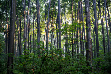 Naklejka premium Rezerwat Segiet UNESCO Bytom lasy