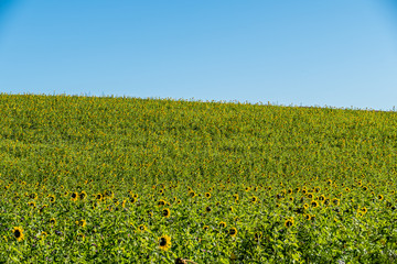 Sonnenblumenfeld im Herbst