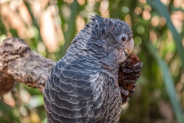 Gang gang cockatoo eating a banksia cone 