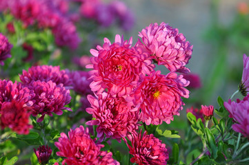 Flowers, chrysanthemum flowers, wallpaper Chrysanthemums, chrysanthemums in autumn, annual...