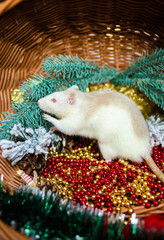 White rat climbing .in basket that decorated with beads and Christmas tree branches