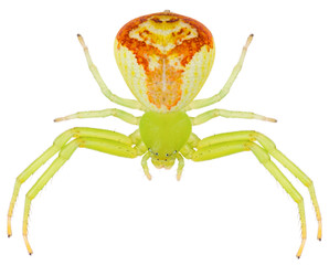 The Ebrechtella tricuspidata spiders a species of crab spiders belonging to the family Thomisidae. The flower crab spider isolated on white background.