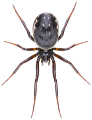 Steatoda albomaculata spiders is a species of cobweb spider in the family Theridiidae. Dorsal view of the comb-footed spider isolated on white background.