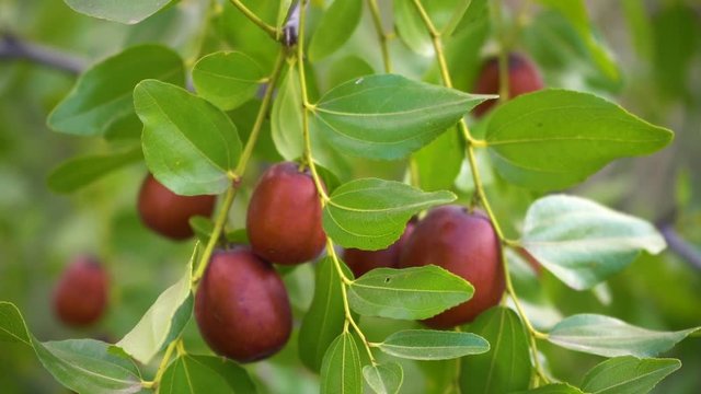 Chinese jujubes with green leaf.  juicy colorful jujube develops in the wind