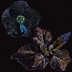 Set of night magic flowers-exotic hibiscus glowing with neon light-purple, pink, purple.