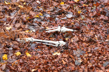 Halloween skeleton buried under autumn leaves2