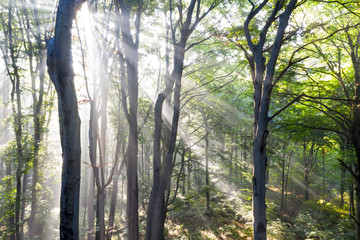 Naklejka premium Rezerwat Segiet UNESCO Bytom lasy