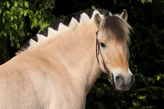 Norweger mit Dracenm&auml;hne