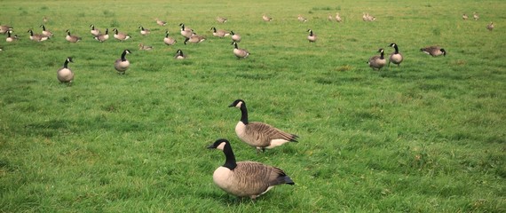 Shot at two canada gooses looking to the left side and standing upright on a bright green meadow with more gooses in the background