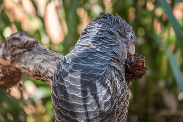 Gang gang cockatoo eating a banksia cone