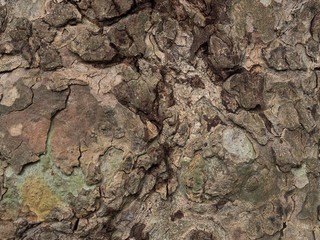 Bark Structure 04