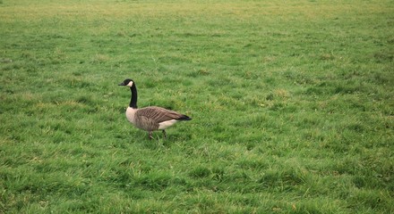Shot at a canada goose looking to the left side and standing upright on a bright green meadow