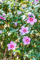 Armenia. Armavir Province. Vagharshapat. Flowers on the grounds of the Gevorkian Theological Seminary.