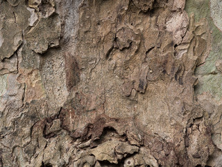 Old bark detail
