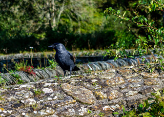 Crow/Blackbird Sits Atop a Rustic Ancient Wall at Buckland Abbey, Devon