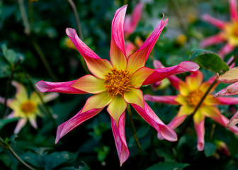 Close Up Shot of a Pink & Yellow Dahlia Honka Surprise Star Shaped Flower