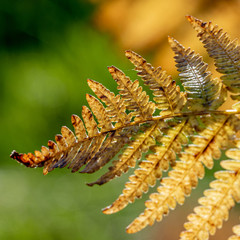 vibrant yellow fern leave with  bokeh in background