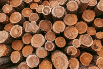 A cut of a tree trunk. Wood texture, log house, wallpaper.