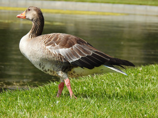 Domestic goose walk and graze on water