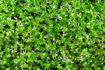 Beautiful green moss and flower of moss