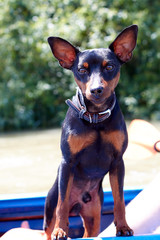 The Miniature Pinscher (Zwergpinscher, Min Pin) is a small breed of dog of the Pinscher type,...