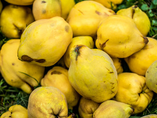 Frisch geerntete Quitten