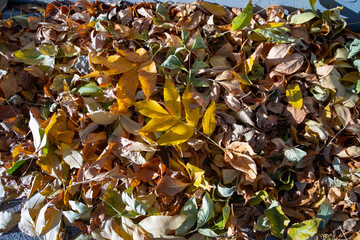 Autumn foliage color at Lower East Side Manhattan