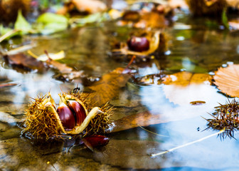 Chestnuts Sit in their Spiky Cupules, Floating in the Water with the rest of the Autumn Foliage