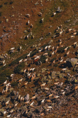 A herd of goats in the mountains of Rosa Khutor. Sochi