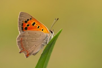 Lycaena phlaeas 709
