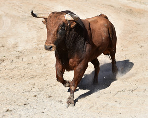 toro bravo español