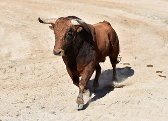 toro espa&ntilde;ol en plaza de toros