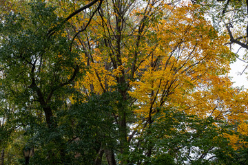 Fall foliage color of Fort Tryon Park in Fort George Manhattan