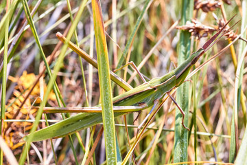 Grasshopper sits on the grass close-up. Macro photo of a grasshopper sitting on a sheet. Locust sitting in the grass. A green grasshopper sits on a branch.