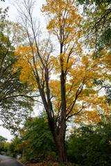 Fall foliage color of Fort Tryon Park in Fort George Manhattan