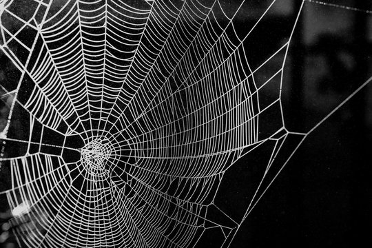 Halloween theme, dew drops on a white spider web with a dark background