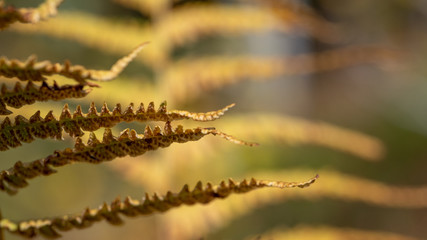 vibrant yellow fern leave with  bokeh in background
