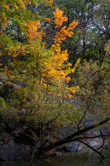 Fall foliage color of Central Park in Manhattan