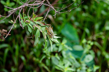 Florida Grasshopper in the Everglades