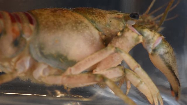 Crayfish or European Crayfish (Astacus astacus), close-up, soft focus
