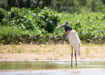 Jabiru Stork standing with head slightly tilted looking against a vibrant lush natural bush background.  Pantanal, Mato Grosso, Brazil