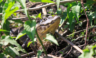 Caiman  in the wetland with a fly on it's head
