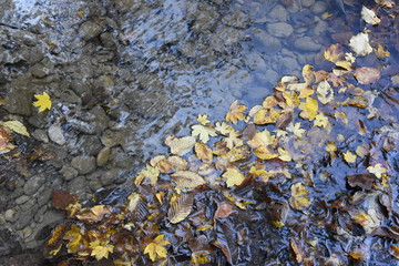 crescita della natura