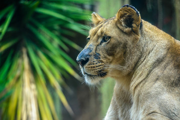 Lew © Katarzyna Judycka