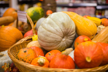 Fresh color bio pumpkins on farmer agricultural market at autumn in Wicker basket. Celebrating traditional halloween holiday