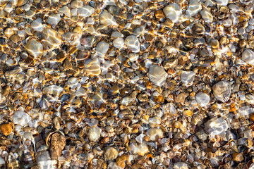 A lot of different shells under water lit by the sun