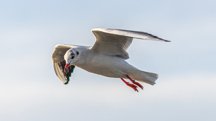 seagull in flight