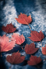 blue fur fabric texture with red autumn leafs frame over surface