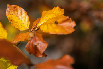 vibrant coloured red and yellow leaves in fall sunlight and shiny